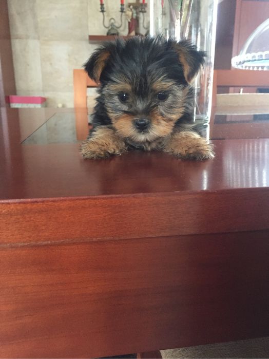 Yorkshire terrier menino