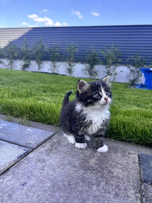 Котик киця кошеня безкоштовно хлопчик