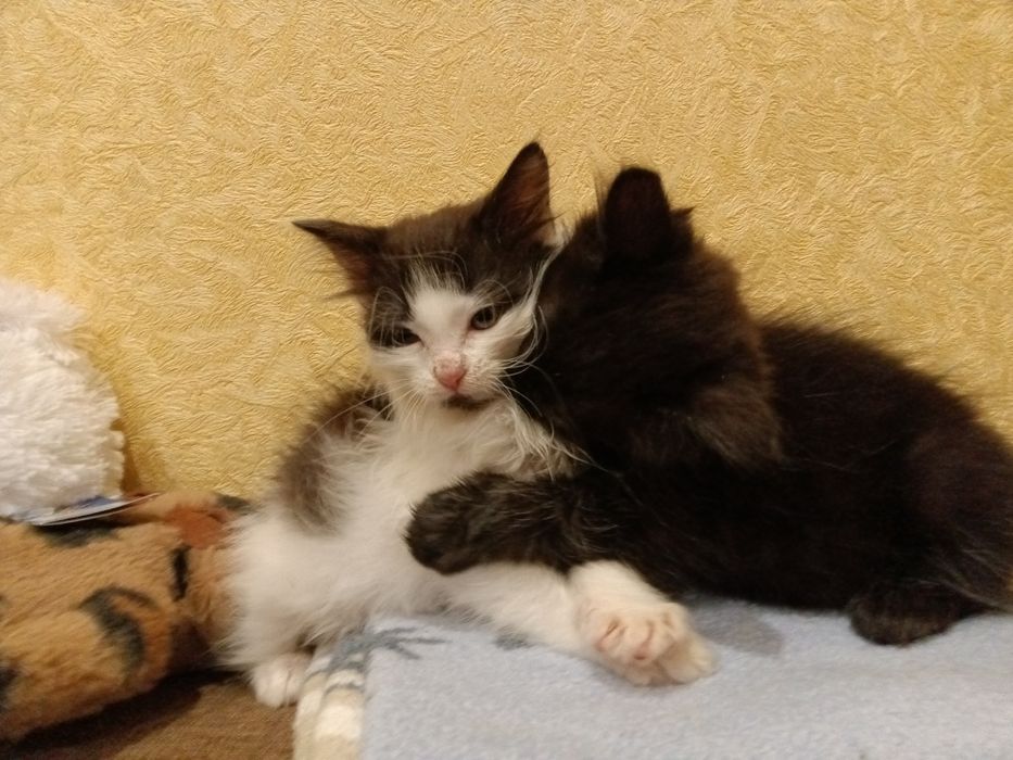 Шикарнючі котики шукають дім!