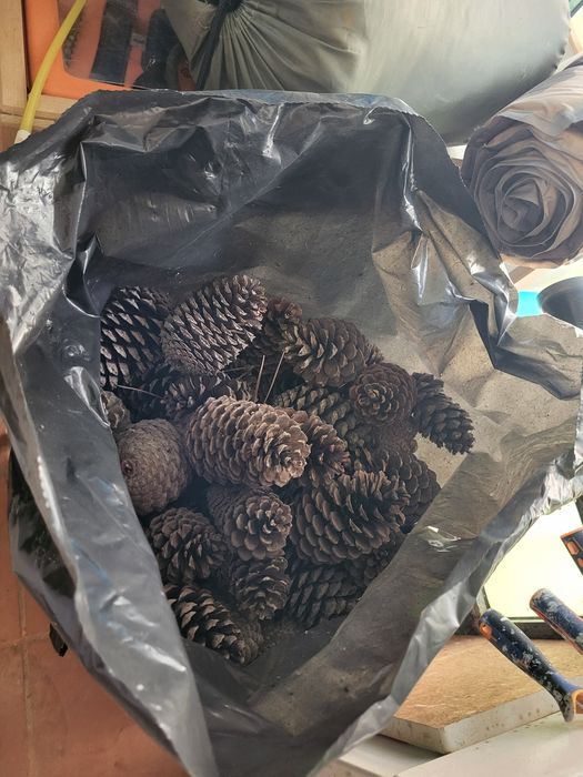 Pinhas secas ao saco de 120lt