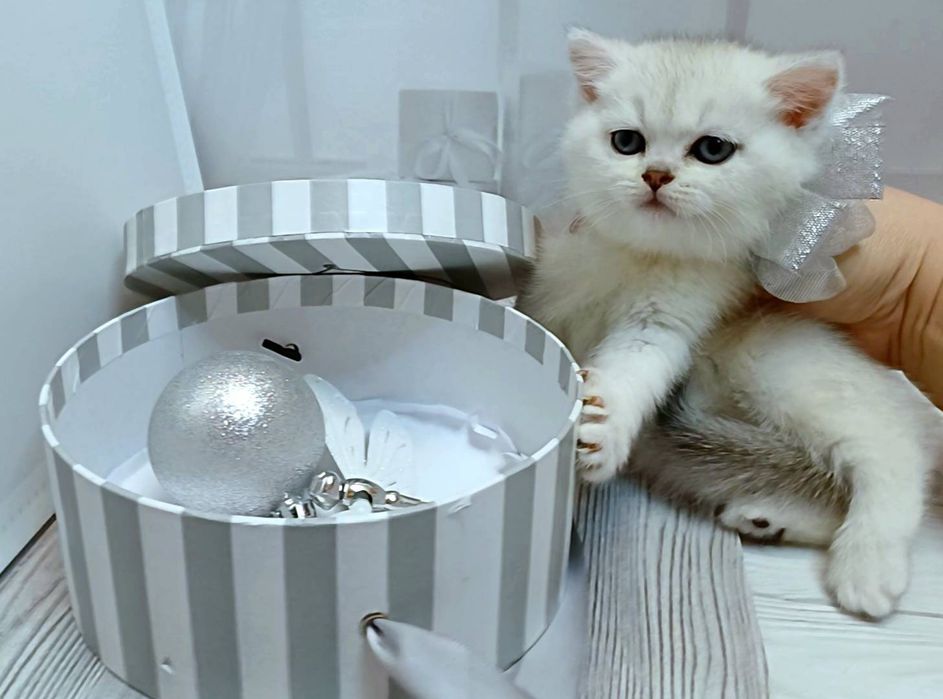 Кошенята. Скотіш страйт дівчинка і хлопчики