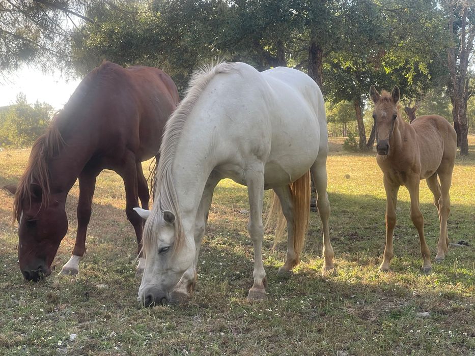 Lote de 5 eguas um cavalo lazão e uma poldra e um poldro de um ano