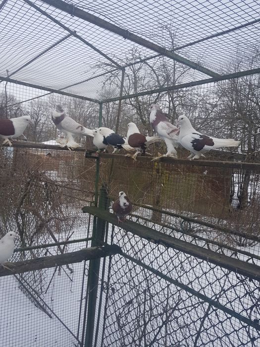 Птиця різна і клітки.