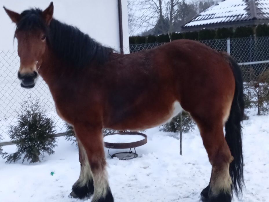 Konie zimnokrwiste klacz 3 lata