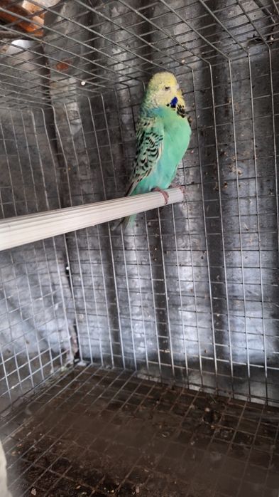 Casal periquitos ingleses