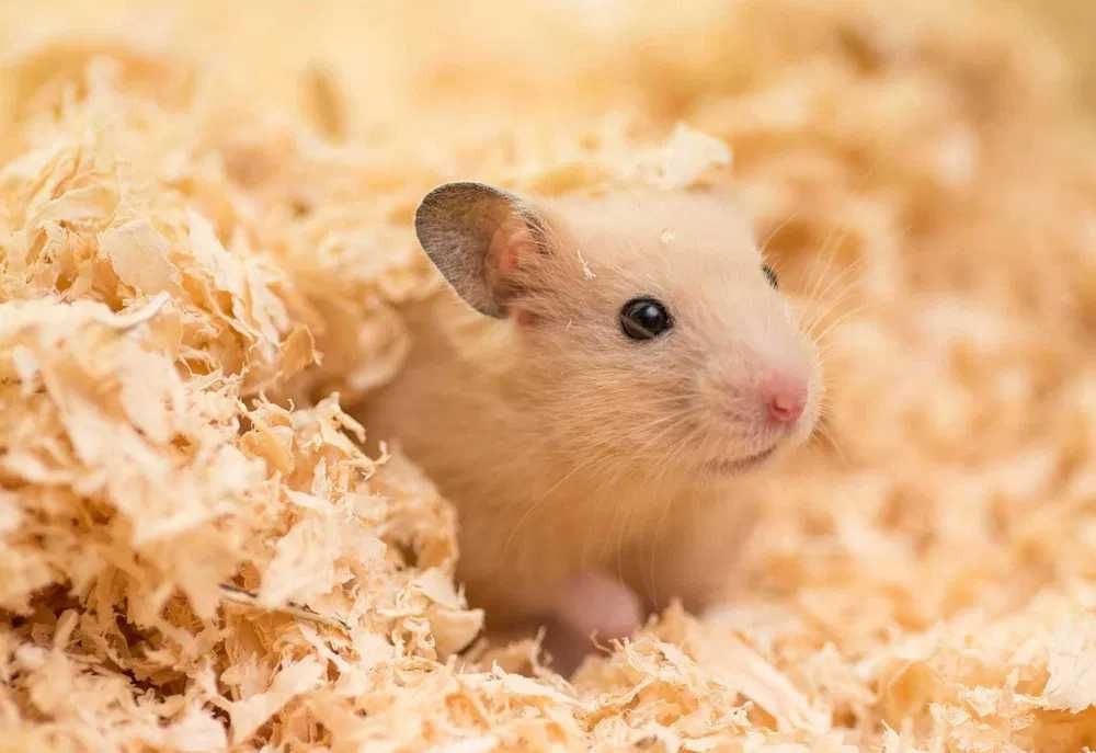 Trociny, ściółka, wióry naturalne dla gryzoni