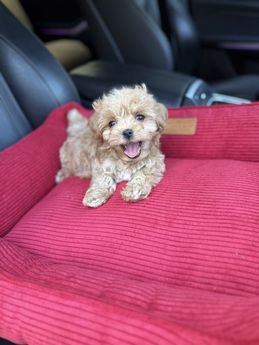 Малюки мальтипу