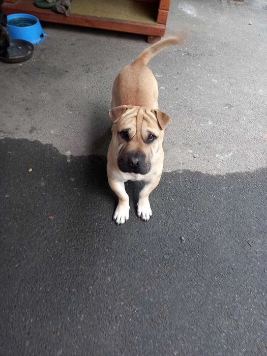 Собака (хлопчик) шукає наречену