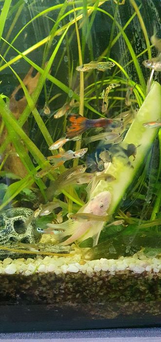 Akwarium kompletne plus rybki  l144 snow white long fin ,około 20sztuk