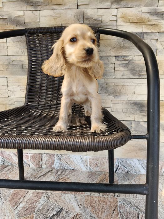 Cocker spaniel angielski pies