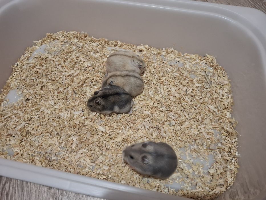 Chomik dżungarski chomiki dżungarskie młodziutkie