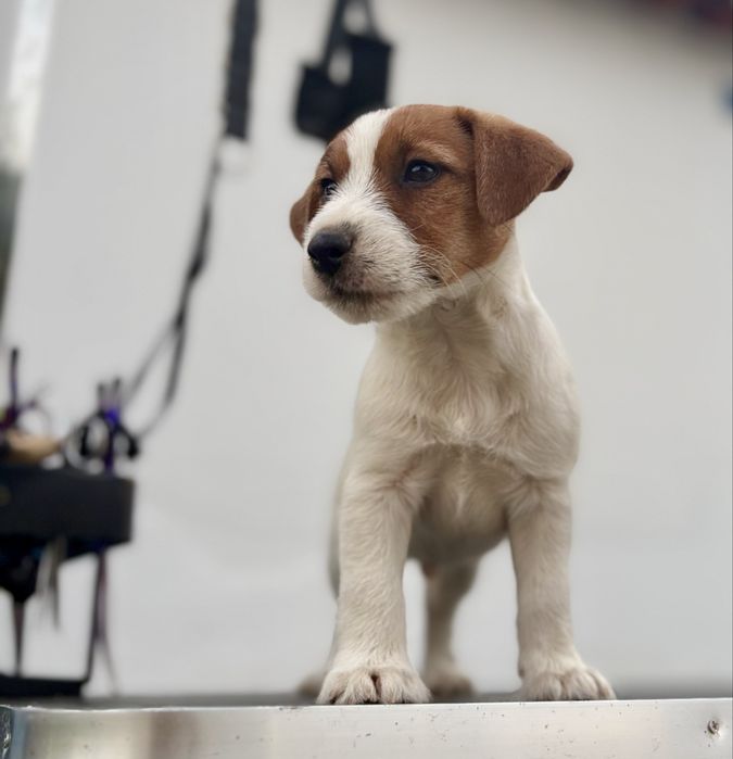 Cachorrinho Jack Russell Terrier c/ Afixo e LOP
