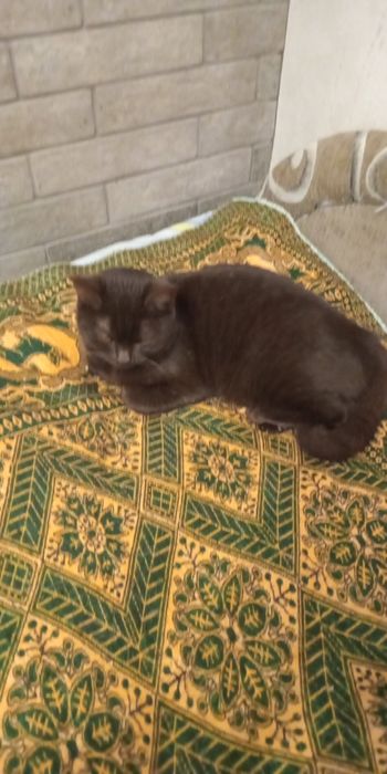 Віддам кошенят в хороші руки