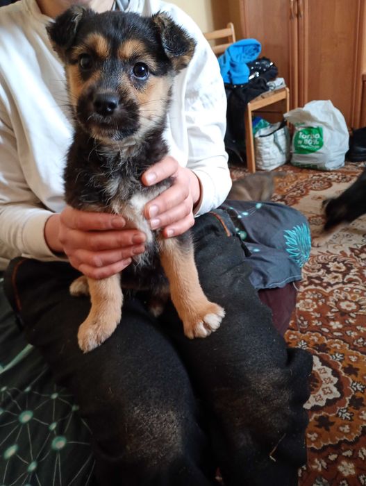 oddam psiaki maja po 2 miesiace