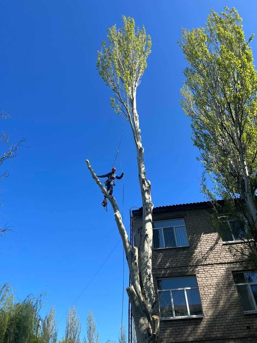 Видалення дерев,спил проблемних дерев,дробіння гілок