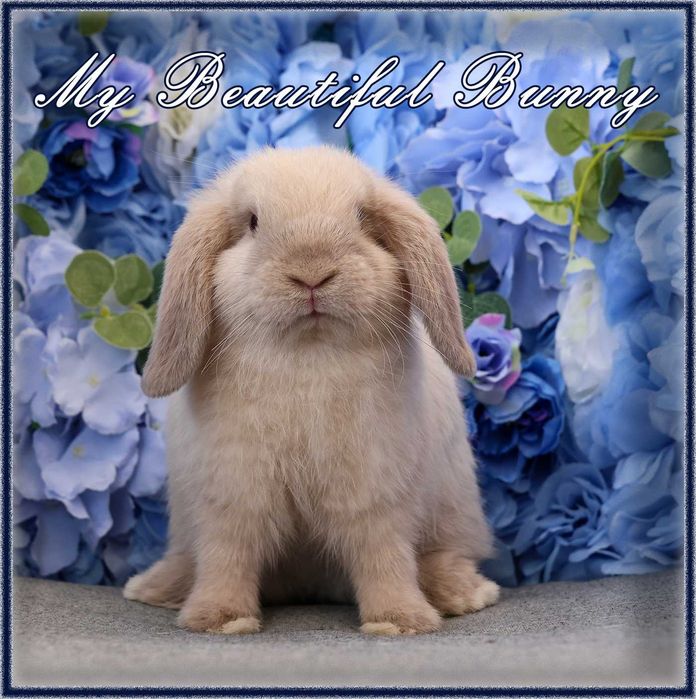 Młody Piękny Króliczek 100% Mini Lop - Sallander