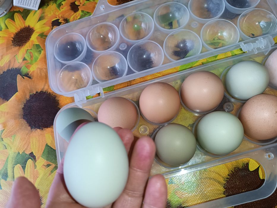 Продам яйця курячі