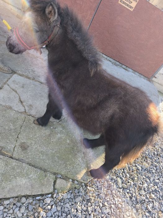 Ogierek Kucyk NIUTEK