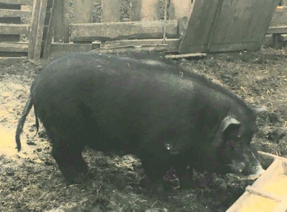 Продам Або обмін на зернові ,'кнур  Петро чистокровний в'єтнамець