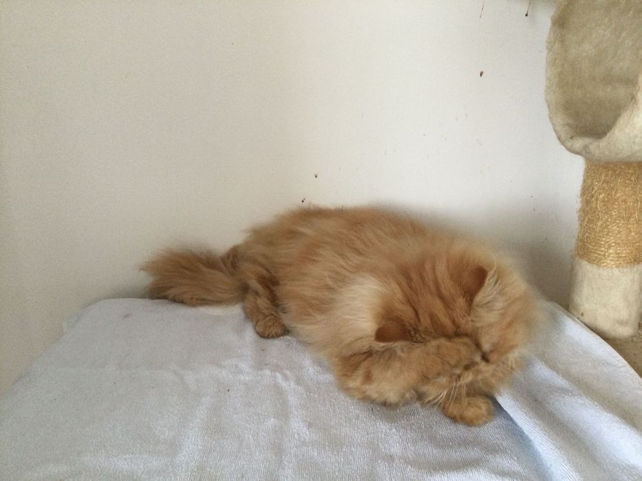 Gatina persa puro muito Linda