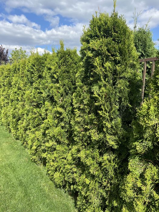 Туї сорт Смарагд