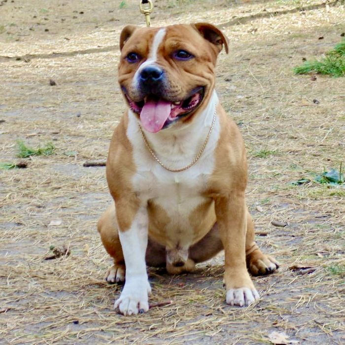 Стаффордширський Бультер'єр (Стаффі)