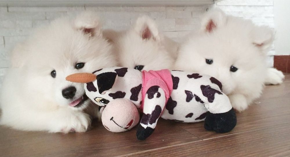 Samoyed piesek gotowy do odbioru