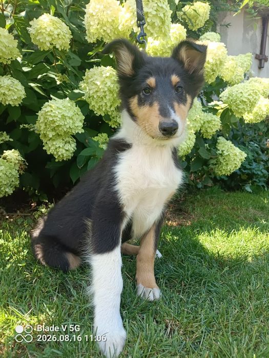 Owczarek szkocki collie