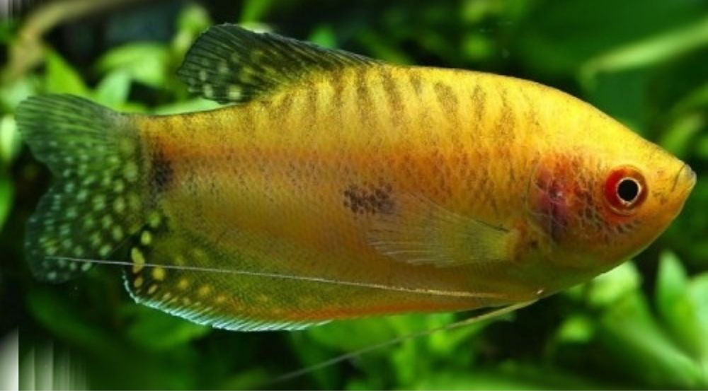 Gurami złoty