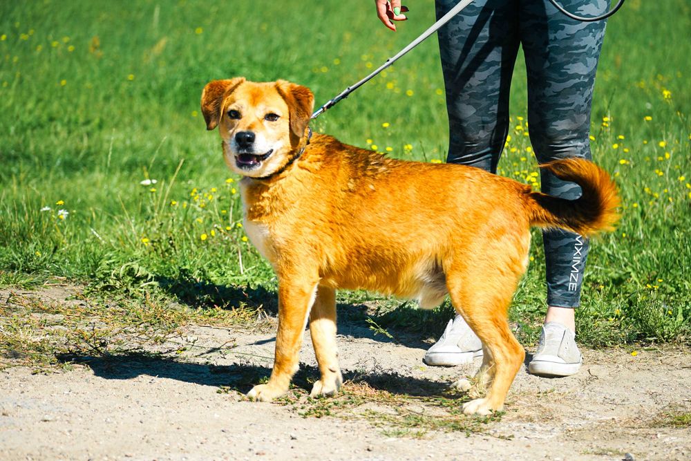 BUBUŚ - cudowny psiak prosi o dom