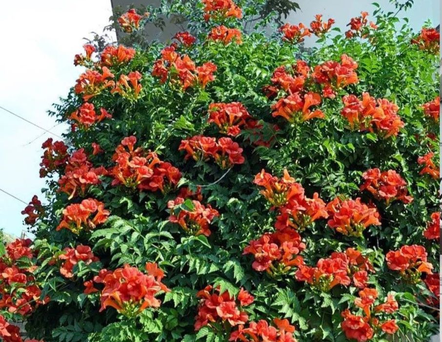 Кампсис кущі             .