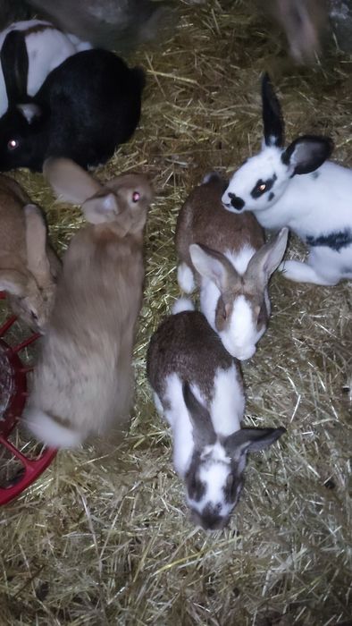 Vendo Coelhos Caseiros