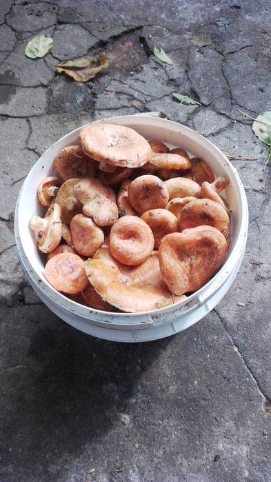 Продаю гриби Рижики