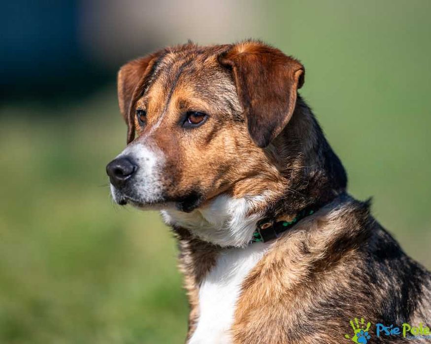 Wesoły i rezolutny SIMS poleca się do adopcji