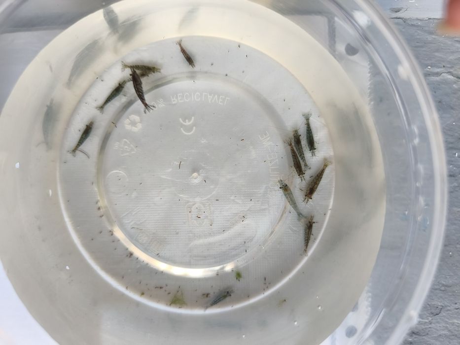 Camarão neocaridina