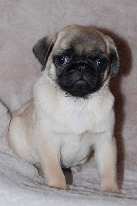 Бомбезні мопсюлі