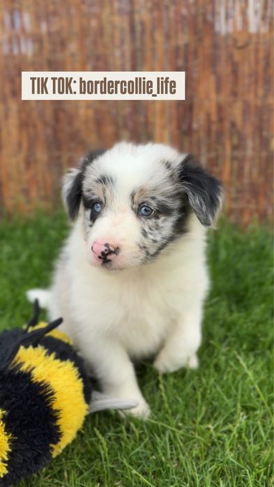 Border collie blue merle suczka