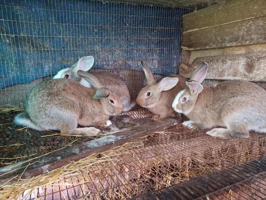 Coelhos caseiros