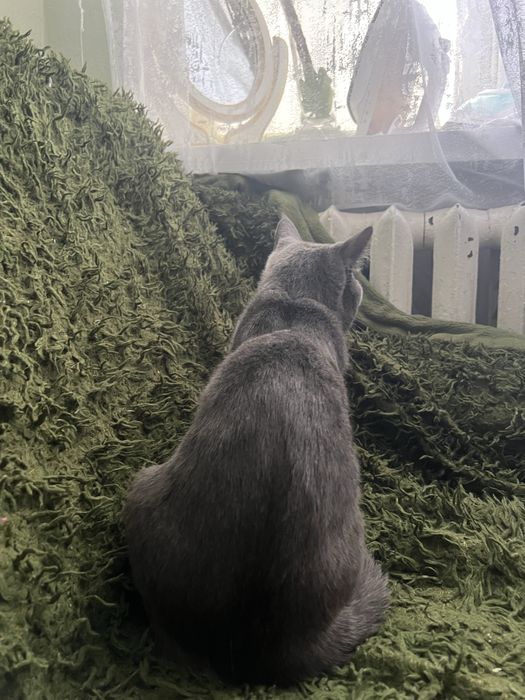 Милий домашній котик у добрі руки :) Довговухий британець