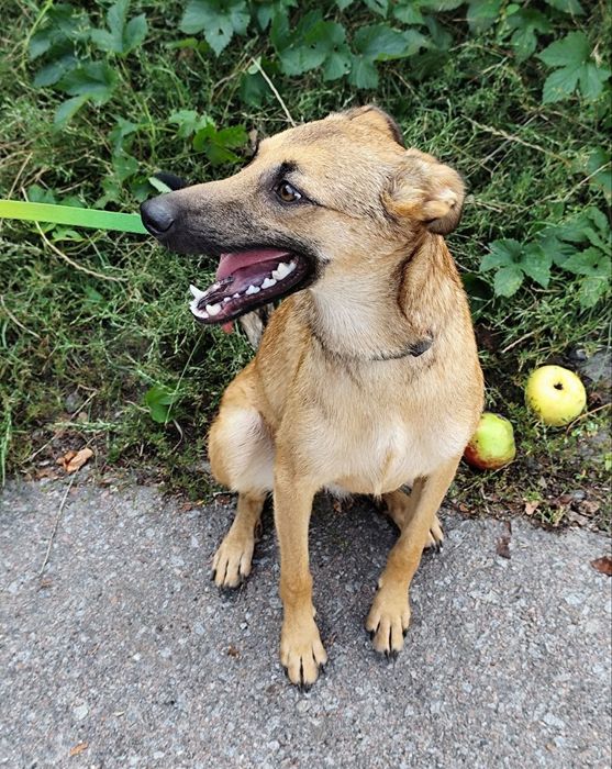 Цуценята в добрі руки.