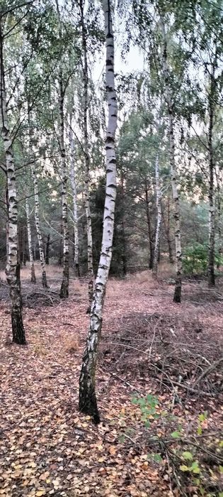 Działka 2,83 ha z lasem (66 lat) i samosiewem | Rumoka, pow. mławski – nienaruszony drzewostan - View 3