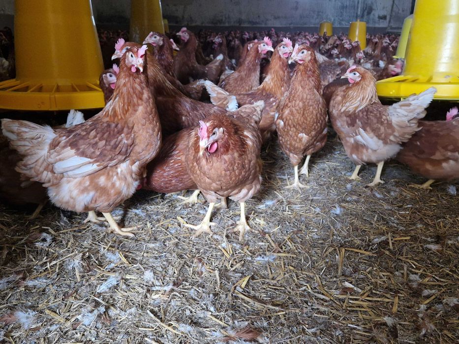 Kury nioski Tetra brązowa odchowana