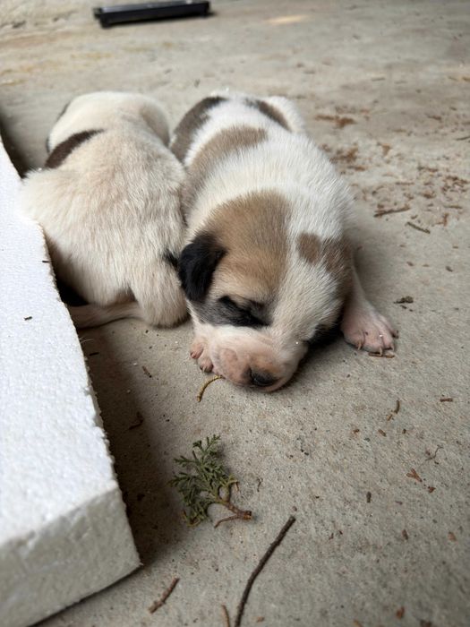bebés da raça Cão de Gado Transmontano