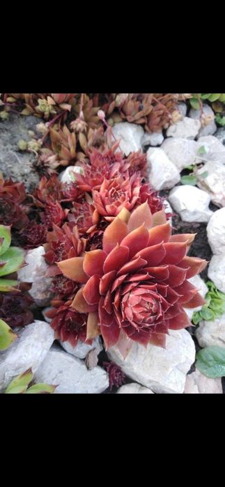 Продам кам'яні рози.