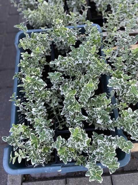 Trzmielina Emerald Gaiety kpl. 4 szt Warszawa