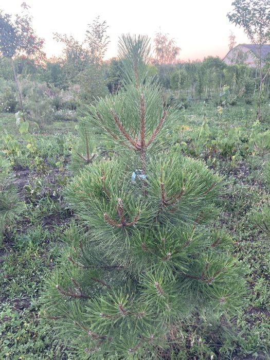 Акація плакуча. Карагана. Акація жовта. Pendula