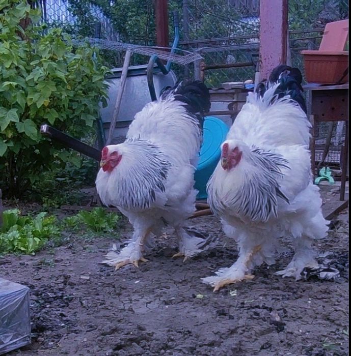 Кури,півні,курчата  світла брама