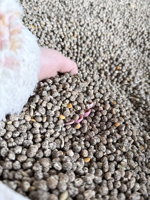 Łubin gorzki dwie odmiany