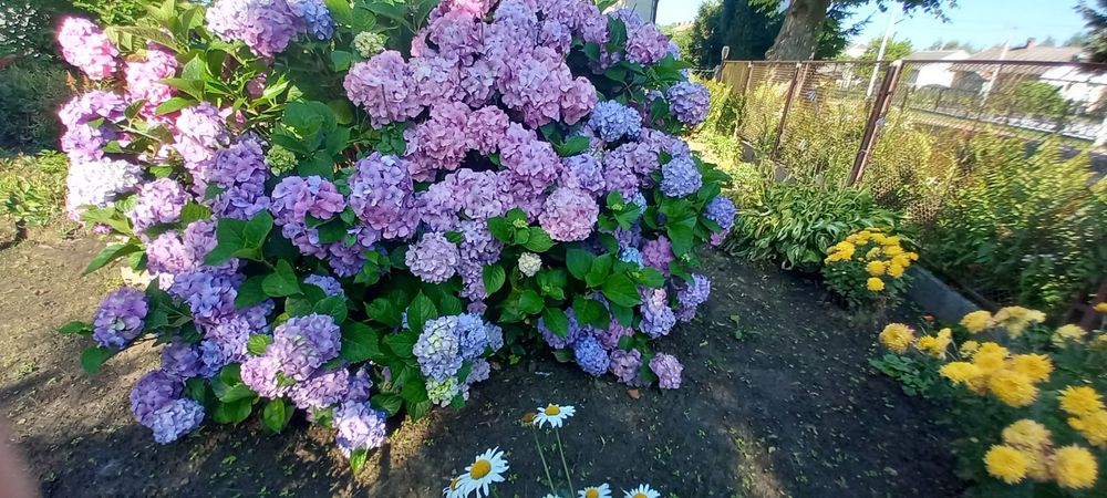 Флокси форзиція іриси юка бересклет очиток лапчатка заячі вушк папорот