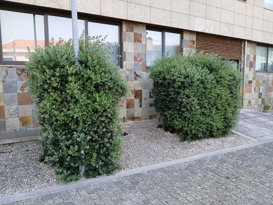 Serviços de Jardinagem (Manutenção e Construção de Jardins)